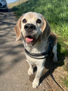 Beau beagle 2