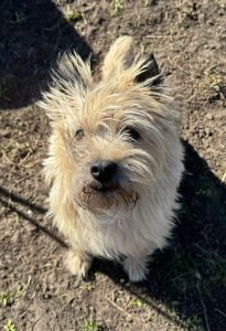 Charlie terrier 2