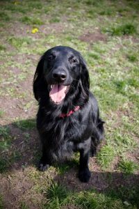 Daisy flatcoat3