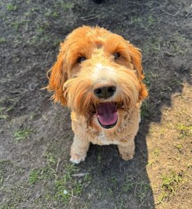 Guusje doodle