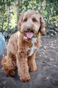Hazel2