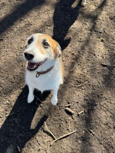Indy kruising