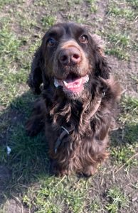 Marley spaniel