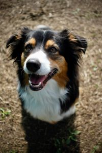 Roxy aussie3