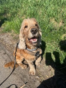 jack spaniel 2